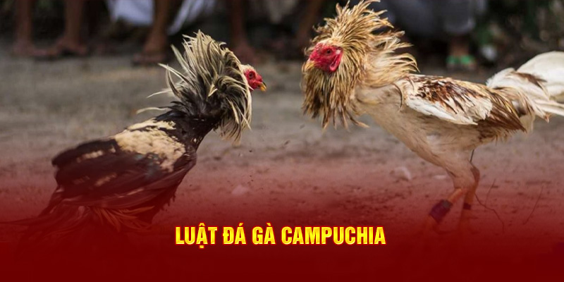 Luật đá gà Campuchia